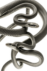 Coiled Diamond-Scaled Snakes in High-Contrast Monochrome