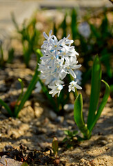 biale kwiaty puszkinii kwitnącej wiosną, Puschkinia libanotica Adams, puszkinia cebulicowata, striped squill, Lebanon squill   © kateej