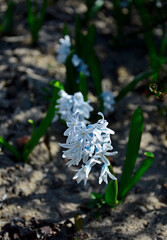biale kwiaty puszkinii kwitnącej wiosną, Puschkinia libanotica Adams, puszkinia cebulicowata, striped squill, Lebanon squill   © kateej