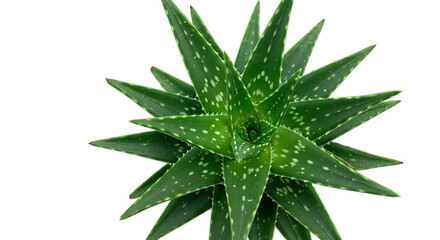 Close Up Top View of A Vibrant Green Aloe Vera Plant with Star Shaped Leaves and White Spots on a Transparent Background