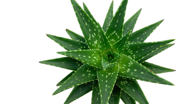 Close Up Top View of A Vibrant Green Aloe Vera Plant with Star Shaped Leaves and White Spots on a Transparent Background
