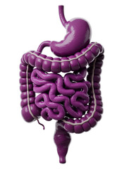 Glossy 3D Model of Digestive System in Purple