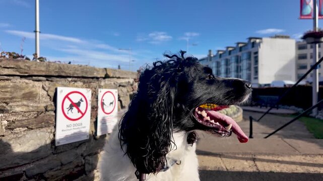 English Springer Spaniel panting ironically near a no dogs allowed warning sign