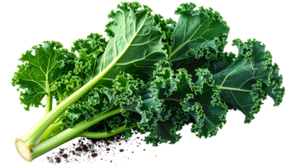 Fresh, vibrant green curly kale leaves, close up, on a dark surface