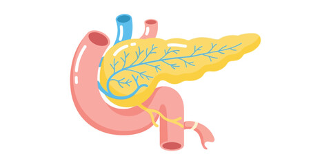 Pancreas Illustration Anatomy of the Human Digestive System