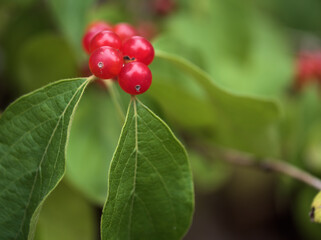 10月に美しく実った赤いハナヒョウタンボクの実