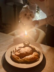 Small White Dog Celebrating 8th Birthday with Cake on Table – Warm and Cozy Pet Portrait