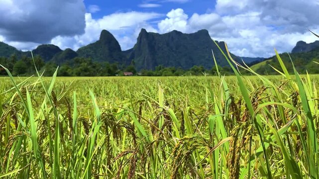 A rice field surrounded by rock formations in Vangvyeng, Laos. Vangvyeng is a popular destination for adventure tourism in the limestone karst landscape. A rice field landscape in Vangvyeng, Laos PDR.