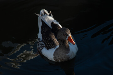 Ducks swimming in the water on a sunny day. Ducks in still water. Ducks feeding on the seashore.