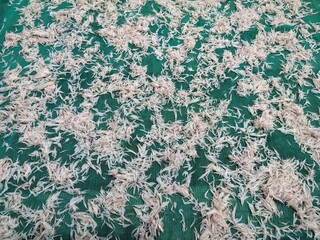 Dried Krill Shrimp (Rebon) on Green Net for Traditional Preservation