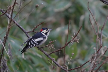 Obraz premium Great Spotted Woodpecker perched on a branch
