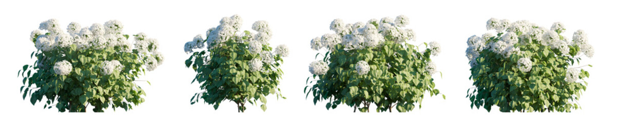 Hydrangea arborescens Incrediball white flowering shrub isolated PNG on a transparent background premium cutout