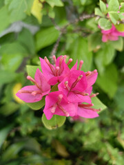 Beautiful Pink Flower, Bougainvillea with Green Leaves in the garden during the day