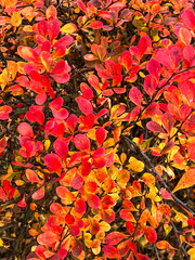 Vibrant autumn leaves background with red, orange and yellow foliage. Natural fall texture, colorful botanical pattern perfect for seasonal designs, nature themes and decorative projects.