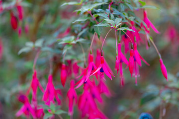 Fototapeta premium Selective focus of Fuchsia magellanica, Red pink flower in the garden, Hummingbird or hardy fuchsia is a species of flowering plant in the family Evening Primrose family, Nature floral background.