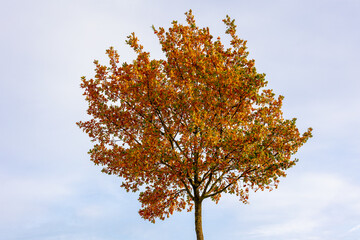 Naklejka premium Autumn landscape, A bush of tree with yellow orange leaves and acorn on the tree under blue sky, An oak is a hardwood tree or shrub in the genus Quercus of the beech family, Abstract nature background