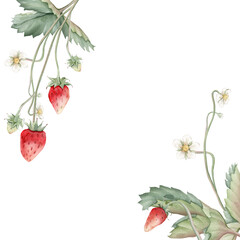 Wild strawberries square Frame. Hand drawn watercolor illustration of Border with woodland strawberries and white flowers on white isolated background. Drawing for food label or cards design.