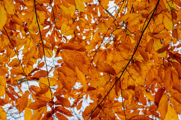 Selective focus yellow orange leaves of sweet chestnut on the tree, A group of eight or nine...