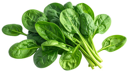 A close-up of a bunch of fresh, vibrant, green spinach leaves