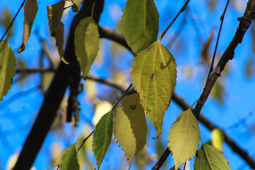 Sparse branches with yellowing leaves under a bright blue sky, depicting the simplicity and beauty of late autumn.