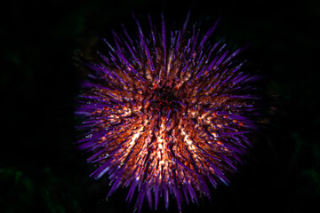 Fototapeta premium purple sea urchin. Purple sea urchin on a black background. 