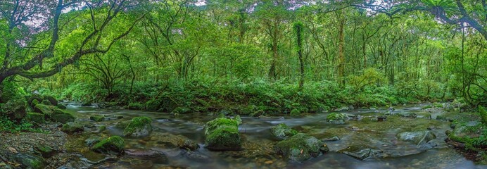 Panoramic rainforest river in Taiwan with mossy rocks