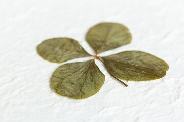 Detail of four-leaf clover on background