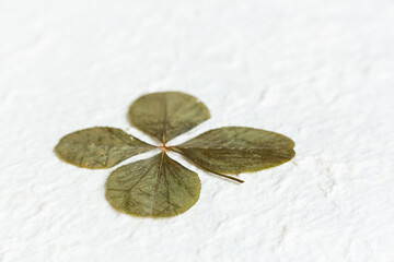 Detail of four-leaf clover on background