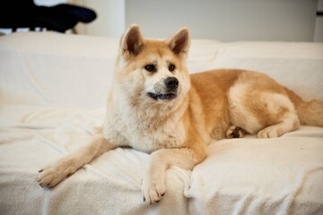 Fototapeta premium Cute Shibu Inu dog is lying down in the domestic room
