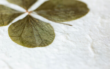 Detail of four-leaf clover on background