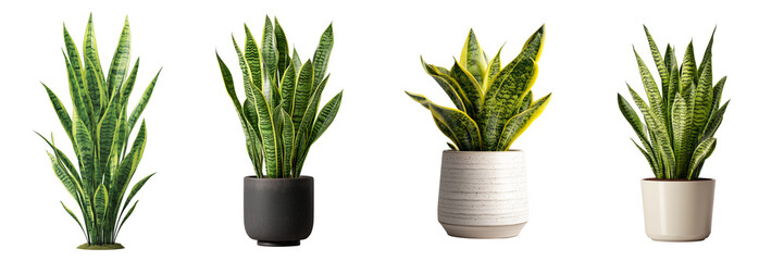 Four potted snake plants with green and yellow variegated leaves isolated on a transparent background