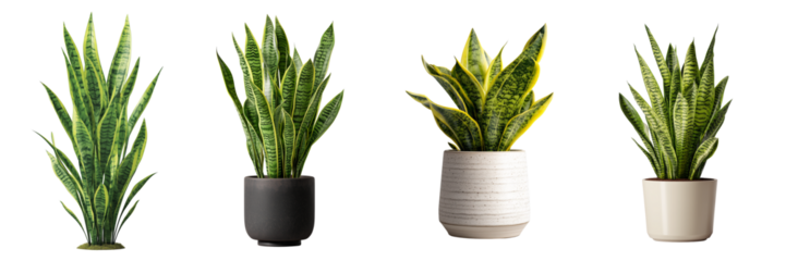 Four potted snake plants with green and yellow variegated leaves isolated on a transparent background