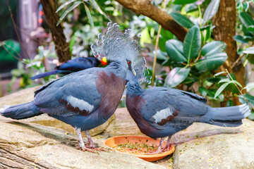 Two majestic victoria crowned pigeons with their distinctive blue crests standing on a rock, feeding from a dish in a tropical enclosure