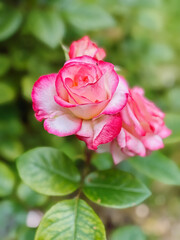 Close-up beautiful pink and white double delight hybrid tea rose blooming in a summer garden