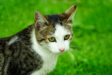 Obraz premium White tabby cat in the grass