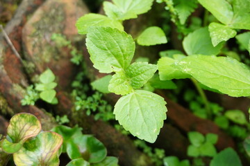 Close-up of Fresh Green Leaves with Mossy Background Bokeh