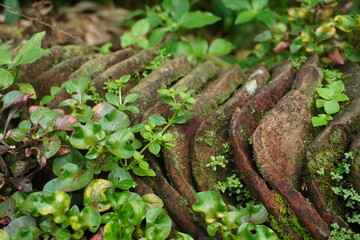 Lush Green Plants Growing on Old Mossy Terracotta Roof Tiles