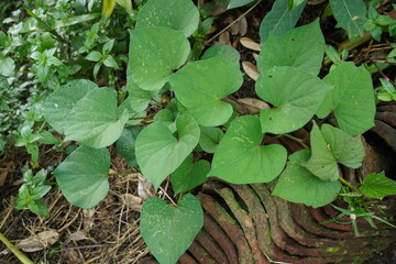 Fototapeta premium Heart-Shaped Sweet Potato Leaves Growing on Old Clay Tiles