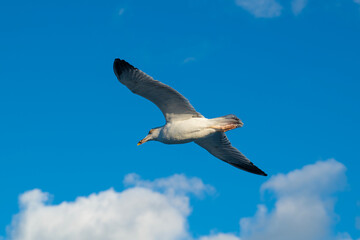 Seagulls in the sky.Seagulls soaring in the blue sky.