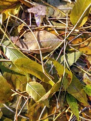 leaves on the ground