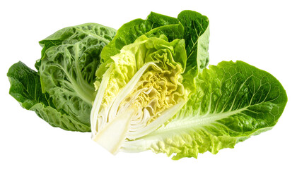 Fresh, vibrant romaine lettuce head, partly cut, with a glimpse of inner layers