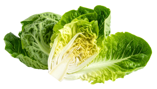 Fresh, vibrant romaine lettuce head, partly cut, with a glimpse of inner layers