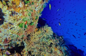 Sabella spallanzanii