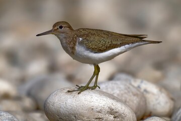 common sandpiper on the stone, the fur is depicted in great detail.