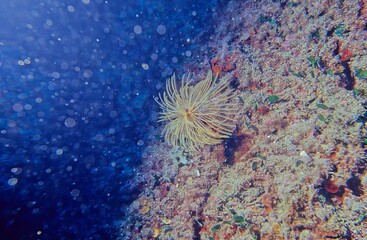 Sabella spallanzanii