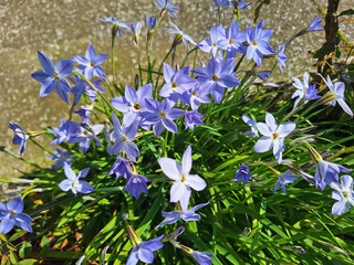 A bush of blue flowers ipheion uniflorum or spring starflower blooms on the flowerbed.