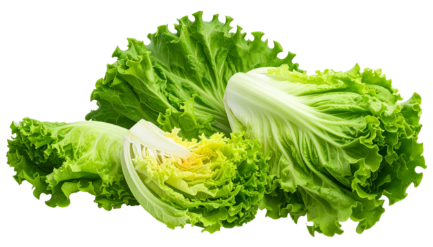 Freshly harvested green lettuce leaves, some cut, against a solid black background