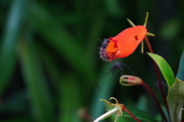 Furry Insect Pollinating Bright Orange Tubular Flower Macro