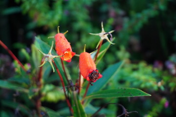 Exotic Bright Orange Tubular Flowers Against Dark Green Foliage
