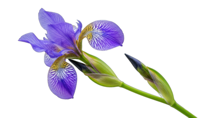 Detailed Studio CloseUp of a Purple Iris Flower with Yellow Accents and Green Stems Against a Stark Black Background